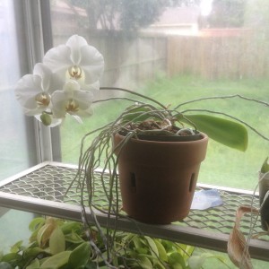 Orchid blooming